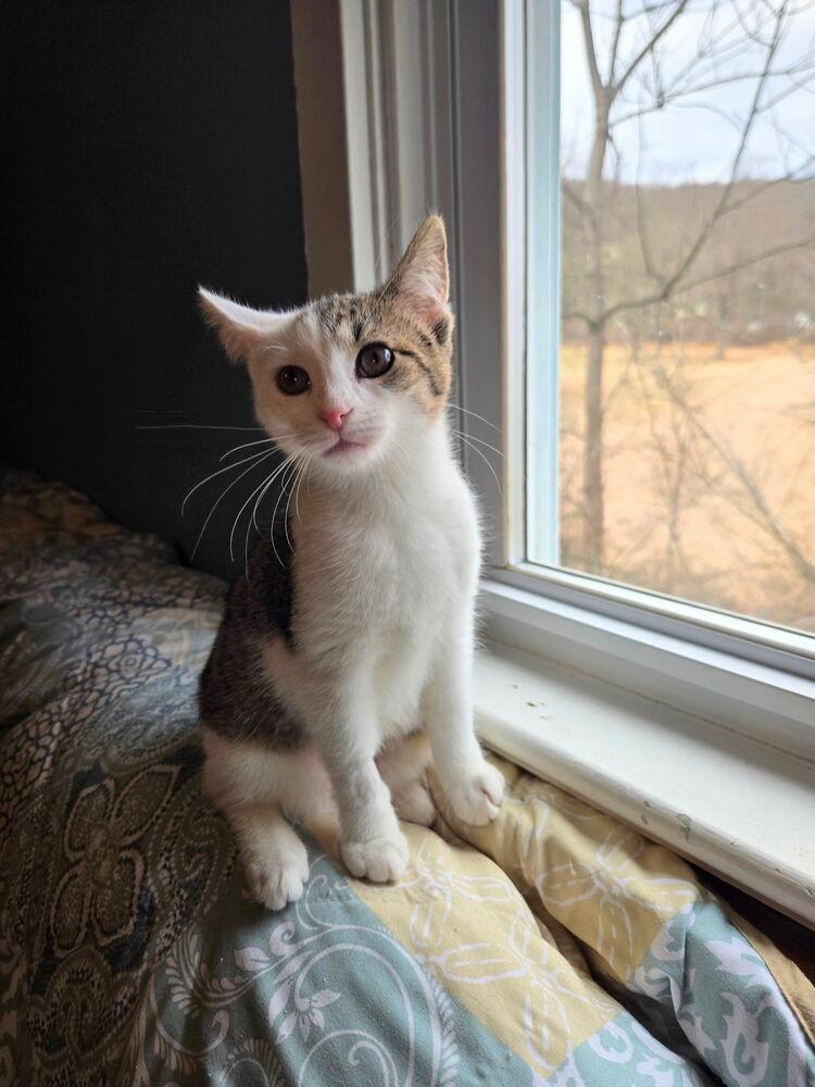 Enlarge Hebe, a Adoptable mixed breed in East Greenville, PA image 1/5