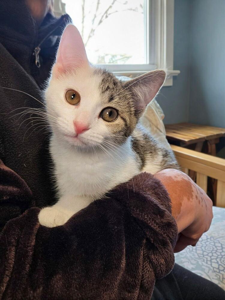 Enlarge Hebe, a Adoptable mixed breed in East Greenville, PA image 3/5