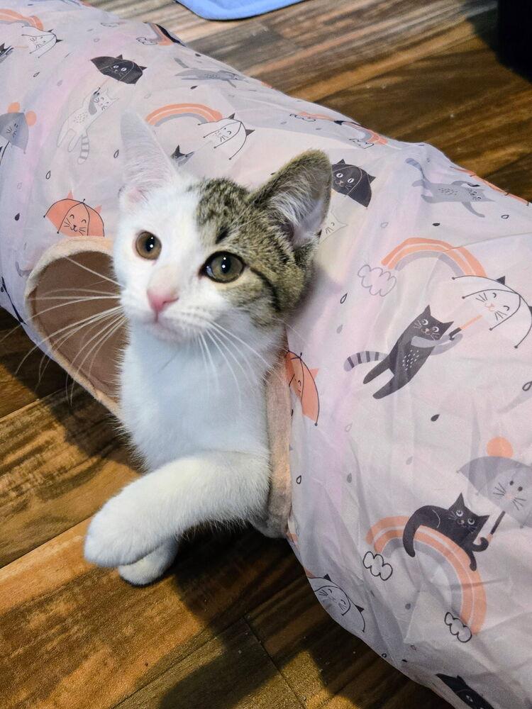 Enlarge Hebe, a Adoptable mixed breed in East Greenville, PA image 4/5