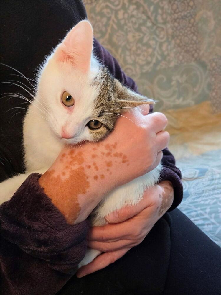 Enlarge Hebe, a Adoptable mixed breed in East Greenville, PA image 5/5