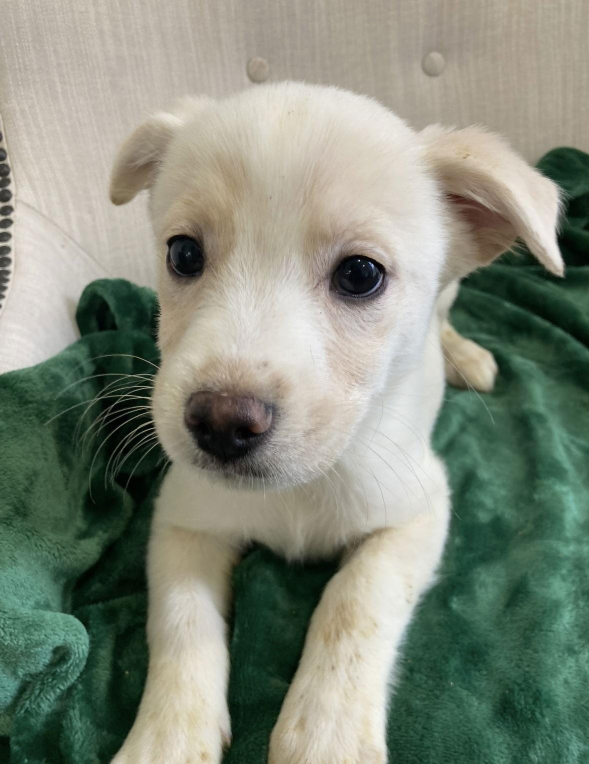 El, ADOPTABLE, Puppy Female Golden Retriever & Poodle.