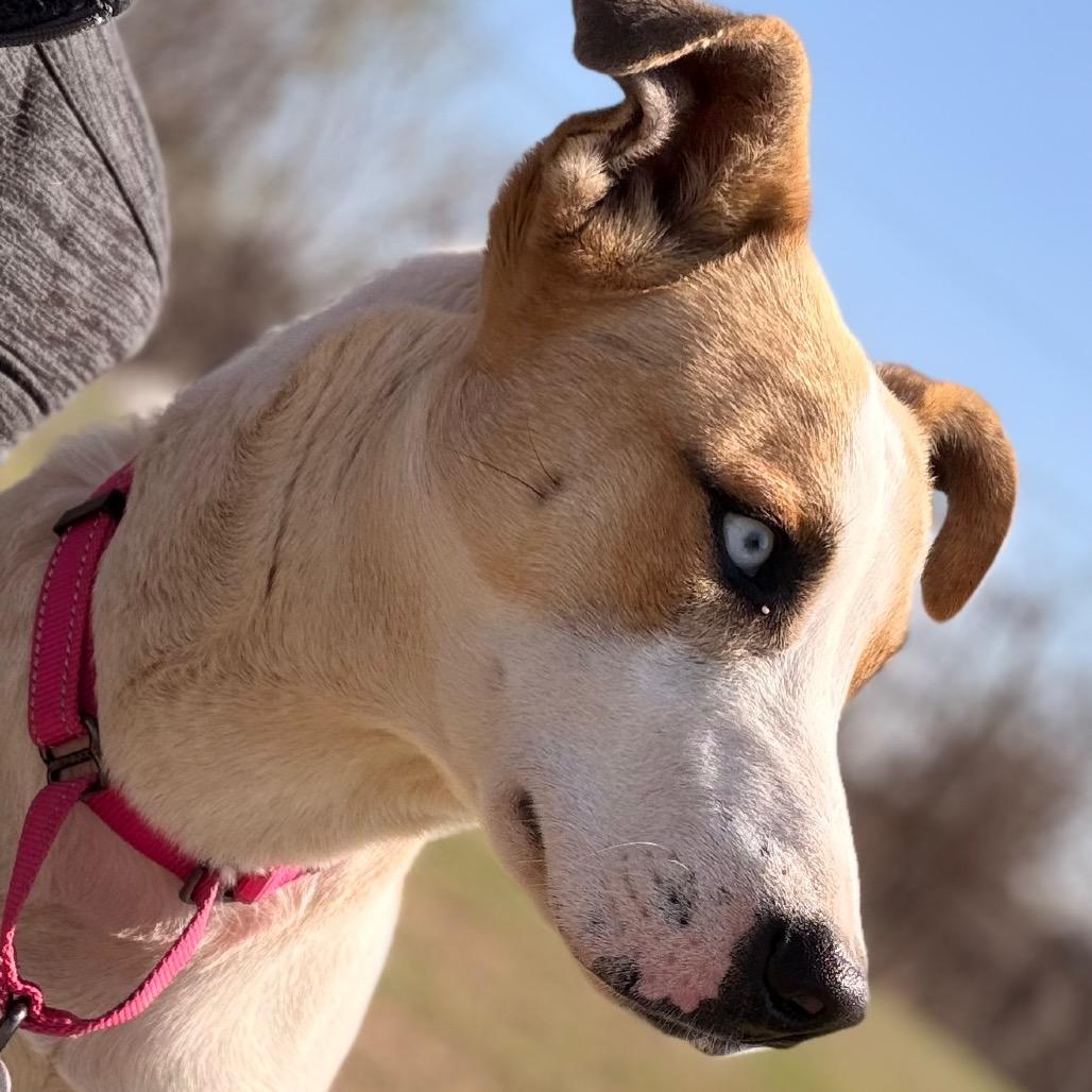 Enlarge Saint, a Adoptable Mixed Breed in Pauls Valley, OK image 2/6