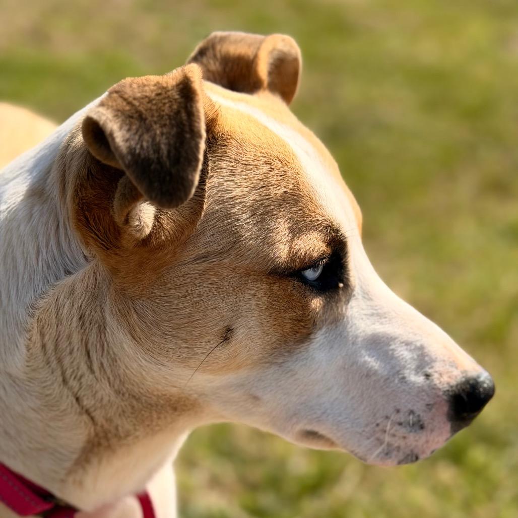 Enlarge Saint, a Adoptable Mixed Breed in Pauls Valley, OK image 4/6