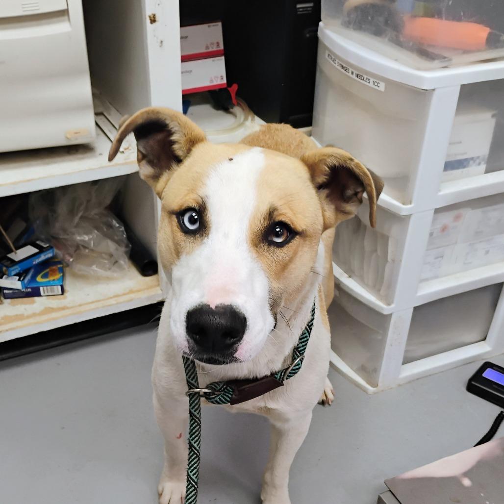 Enlarge Saint, a Adoptable Mixed Breed in Pauls Valley, OK image 5/6