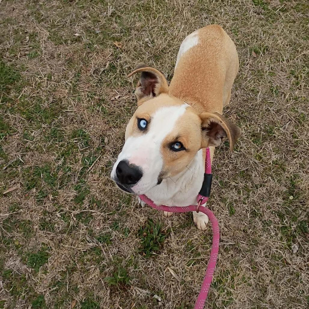 Enlarge Saint, a Adoptable Mixed Breed in Pauls Valley, OK image 6/6