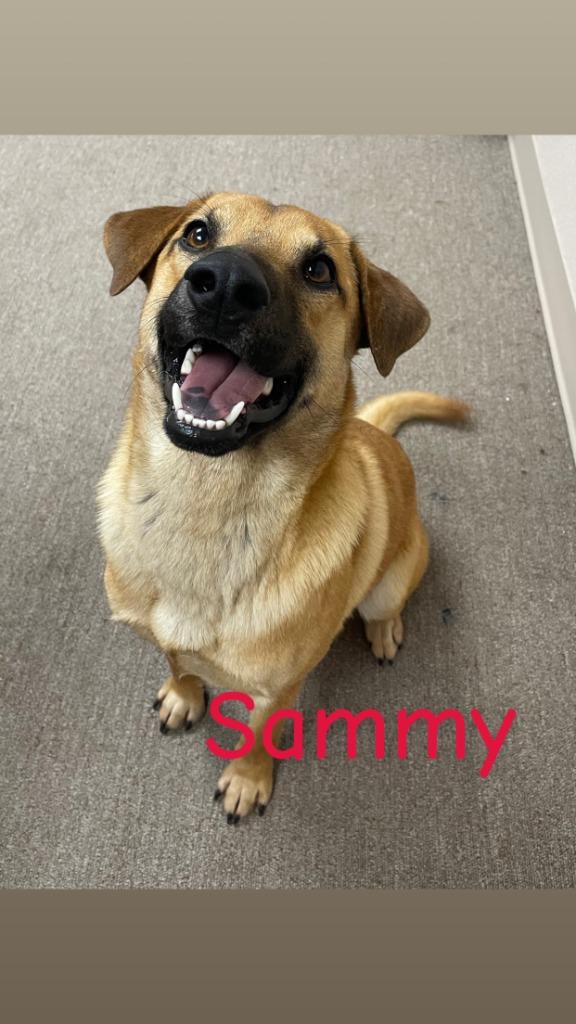 Sammy, Adoptable, Young Male Chow Chow & Labrador Retriever.