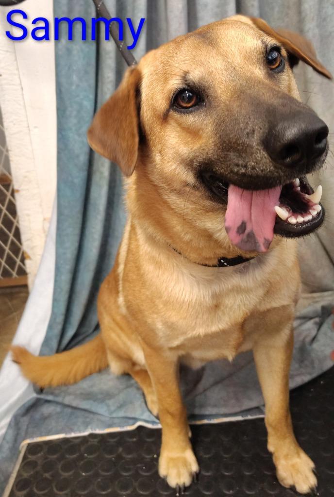 Sammy, Adoptable, Young Male Chow Chow & Labrador Retriever.