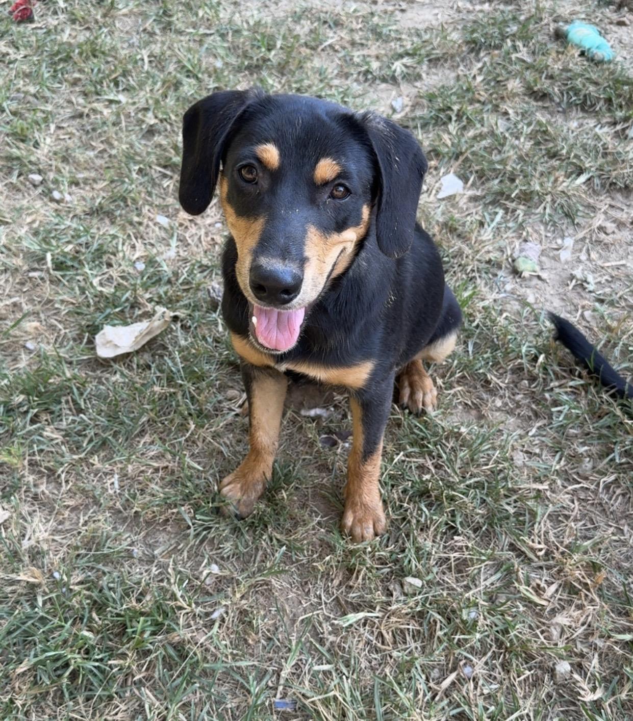 Enlarge Simon, a Adoptable mixed breed in Covington, TN image 2/5