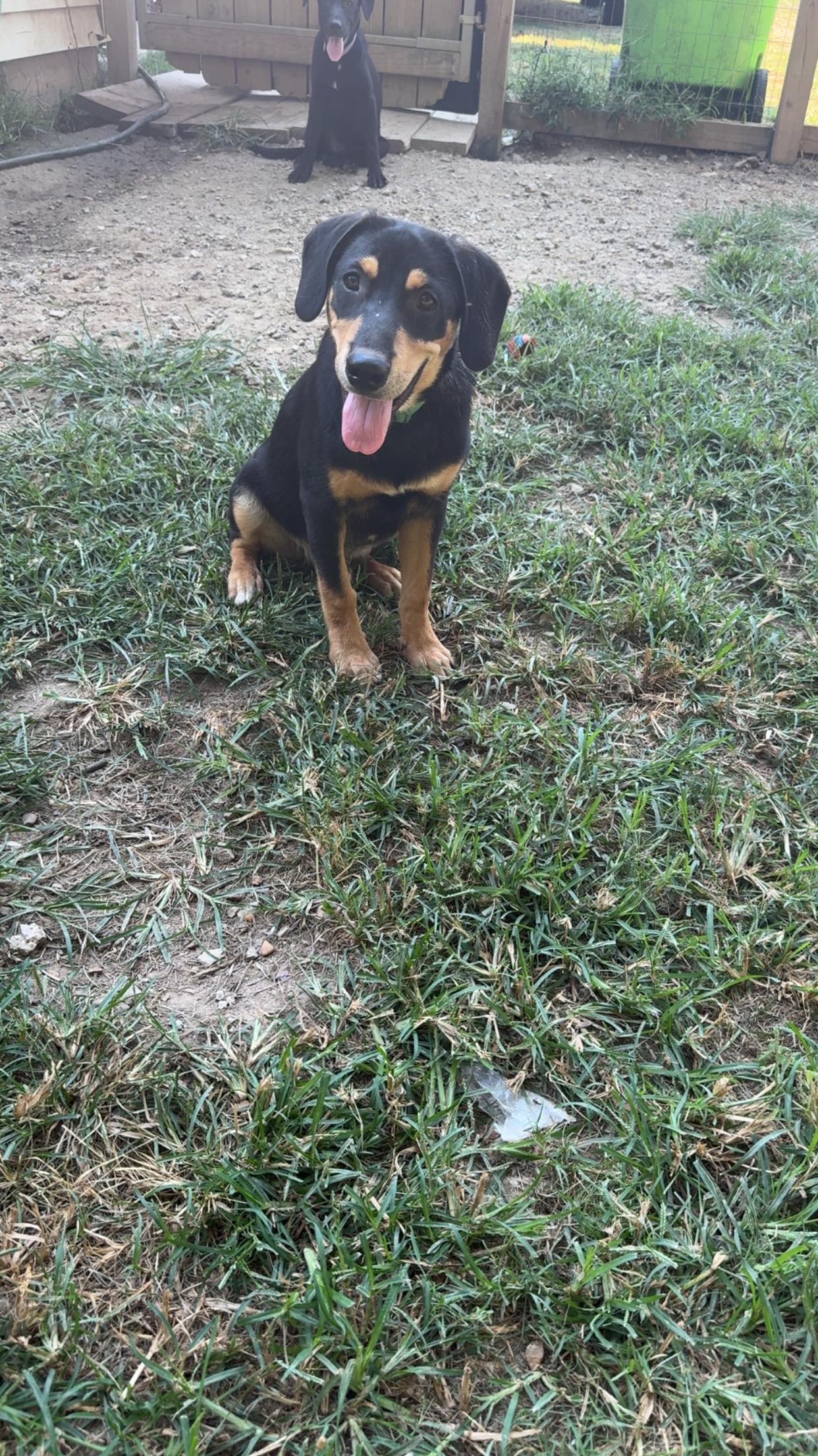 Enlarge Simon, a Adoptable mixed breed in Covington, TN image 3/5