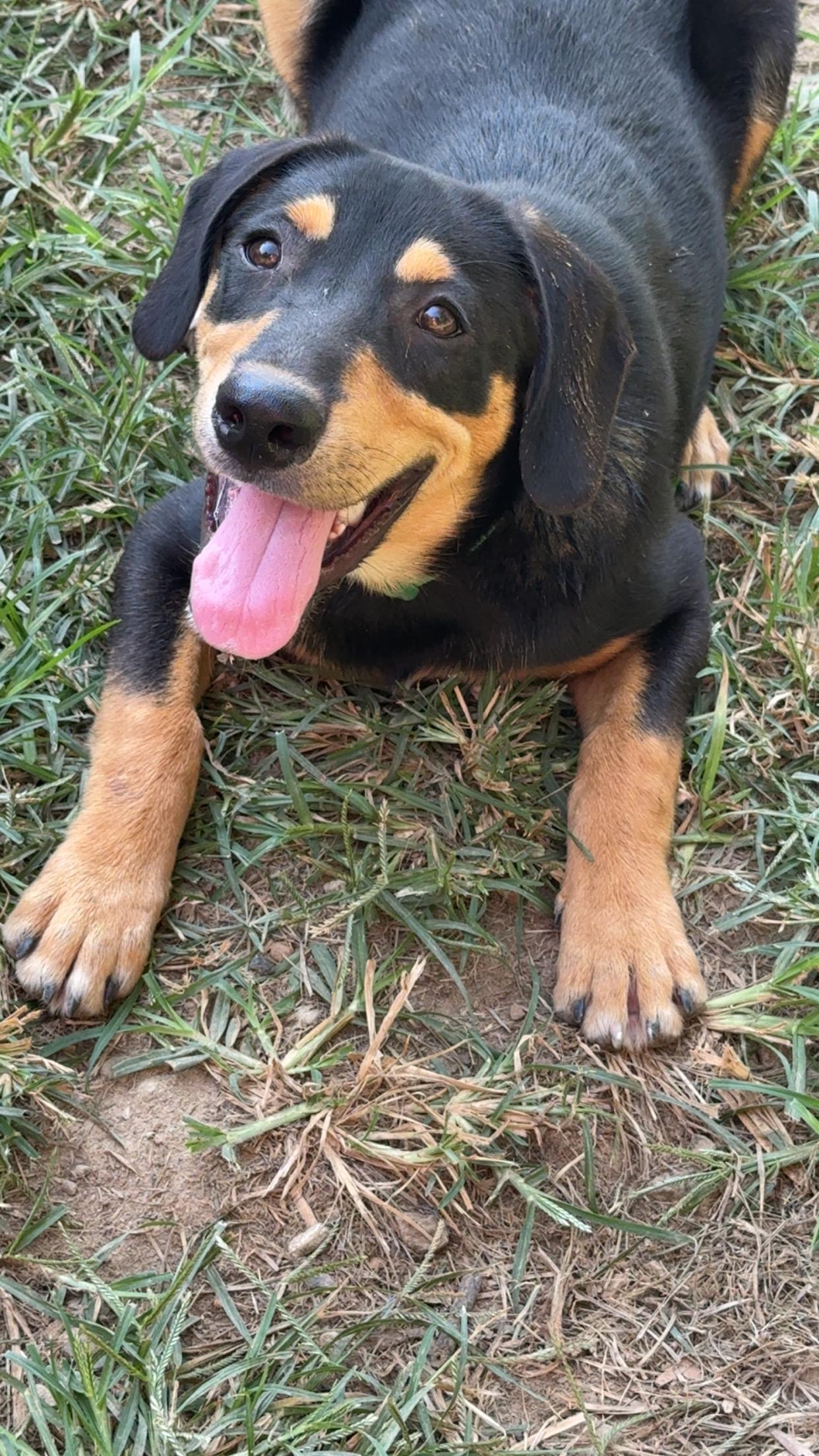 Enlarge Simon, a Adoptable mixed breed in Covington, TN image 1/5