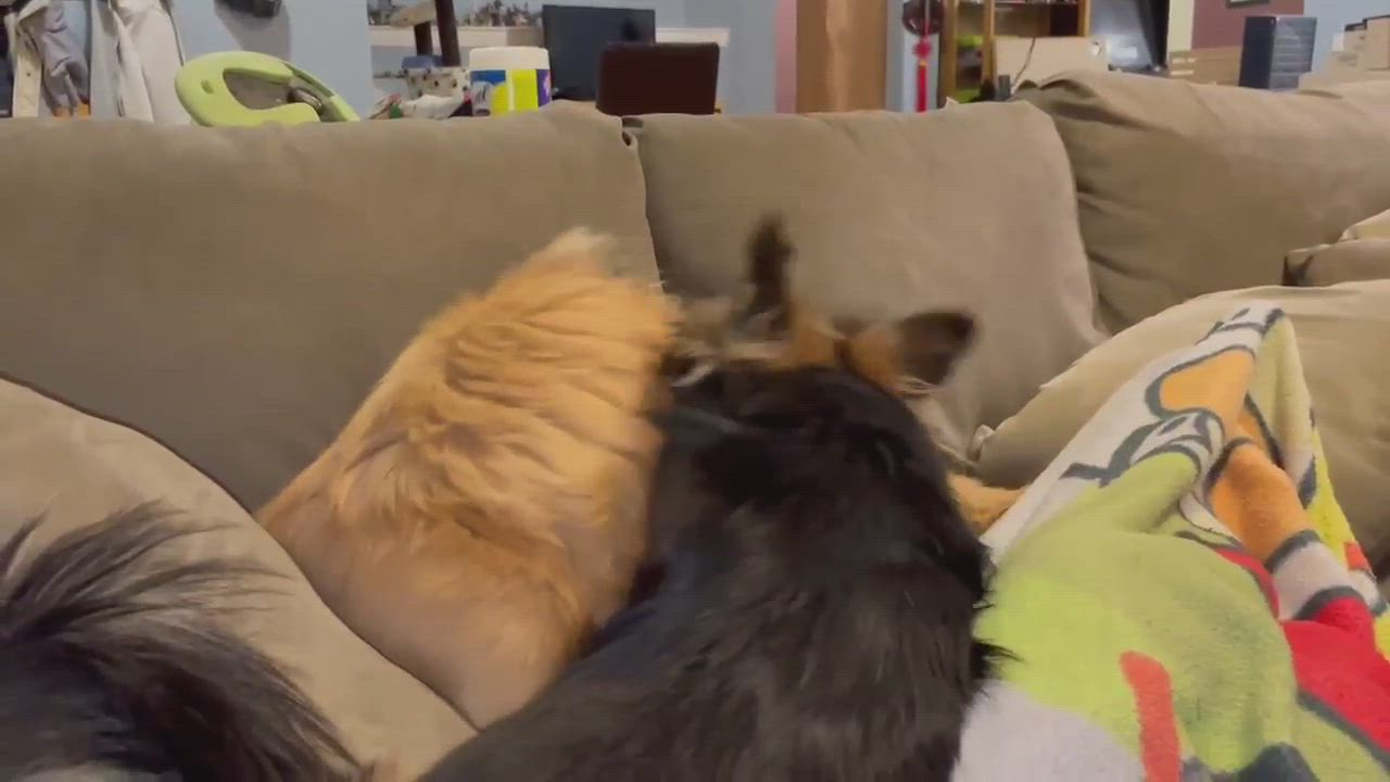 Enlarge Sparky, a Adopted mixed breed in Calgary, AB video 5/9