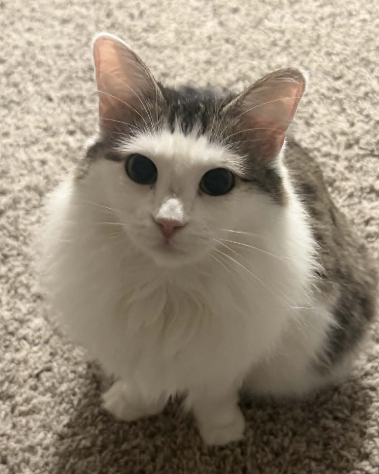 Enlarge Nhim (Polydactyl Maine Coone Mix), an adopted mixed breed in Allen, TX image 5/5