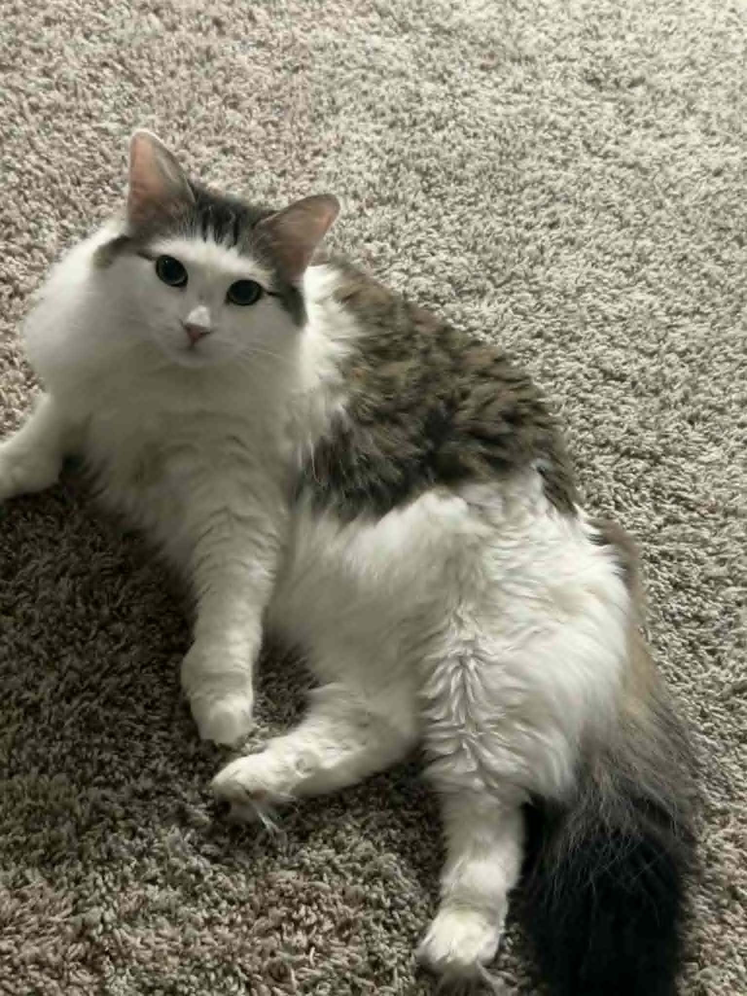 Enlarge Nhim (Polydactyl Maine Coone Mix), an adopted mixed breed in Allen, TX image 4/5