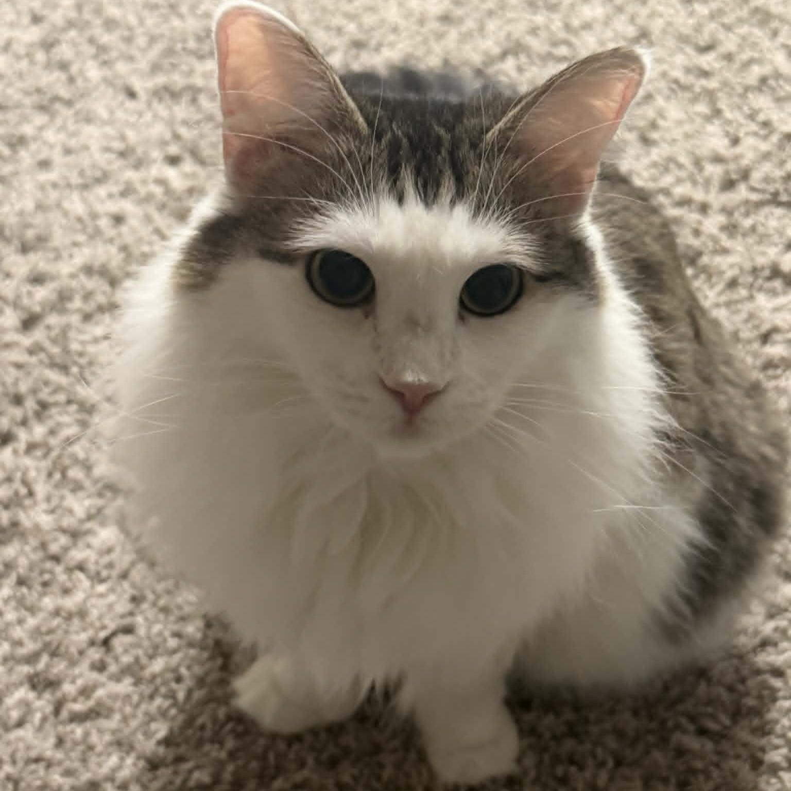 Nhim (Polydactyl Maine Coone Mix), adopted, Adult Female Maine Coon & Domestic Long Hair.