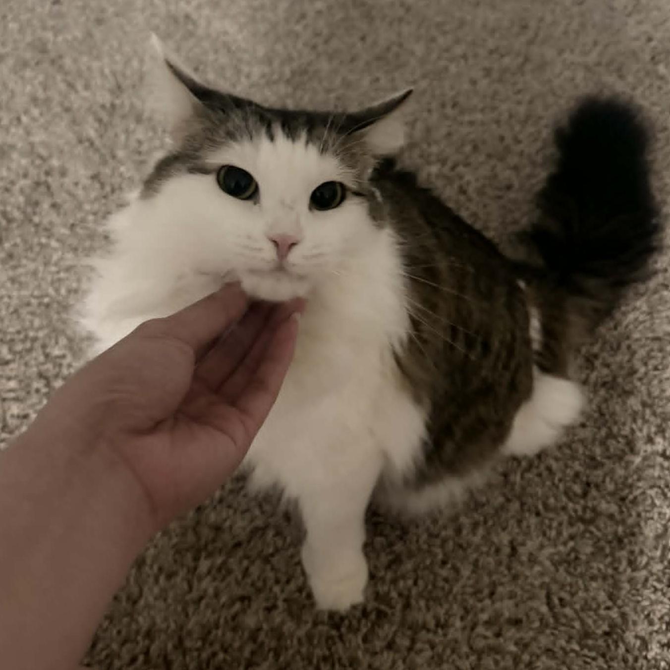 Enlarge Nhim (Polydactyl Maine Coone Mix), an adopted mixed breed in Allen, TX image 3/5