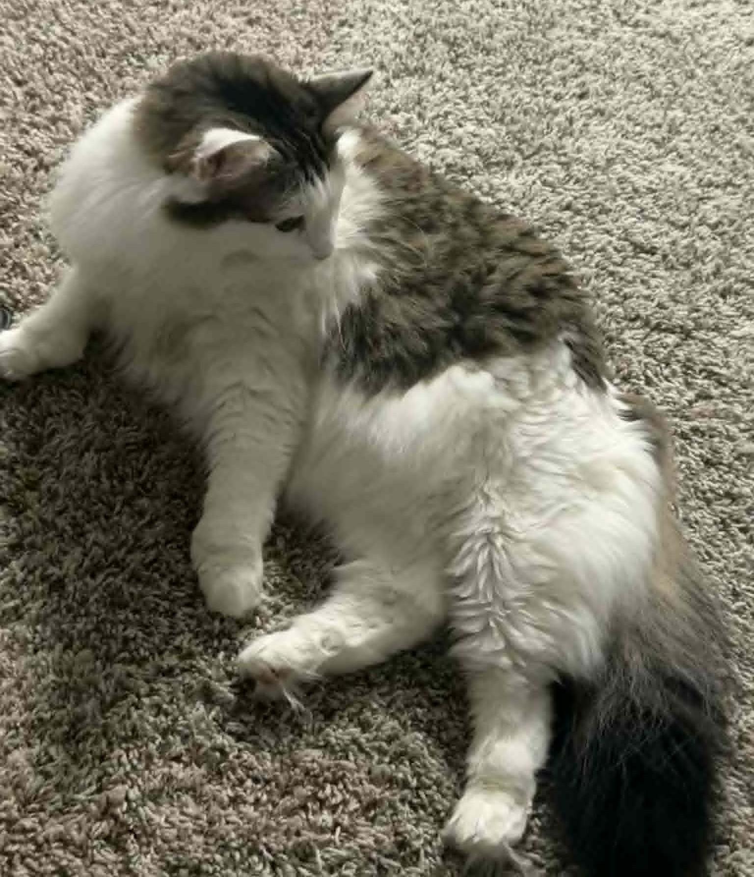 Enlarge Nhim (Polydactyl Maine Coone Mix), an adopted mixed breed in Allen, TX image 2/5