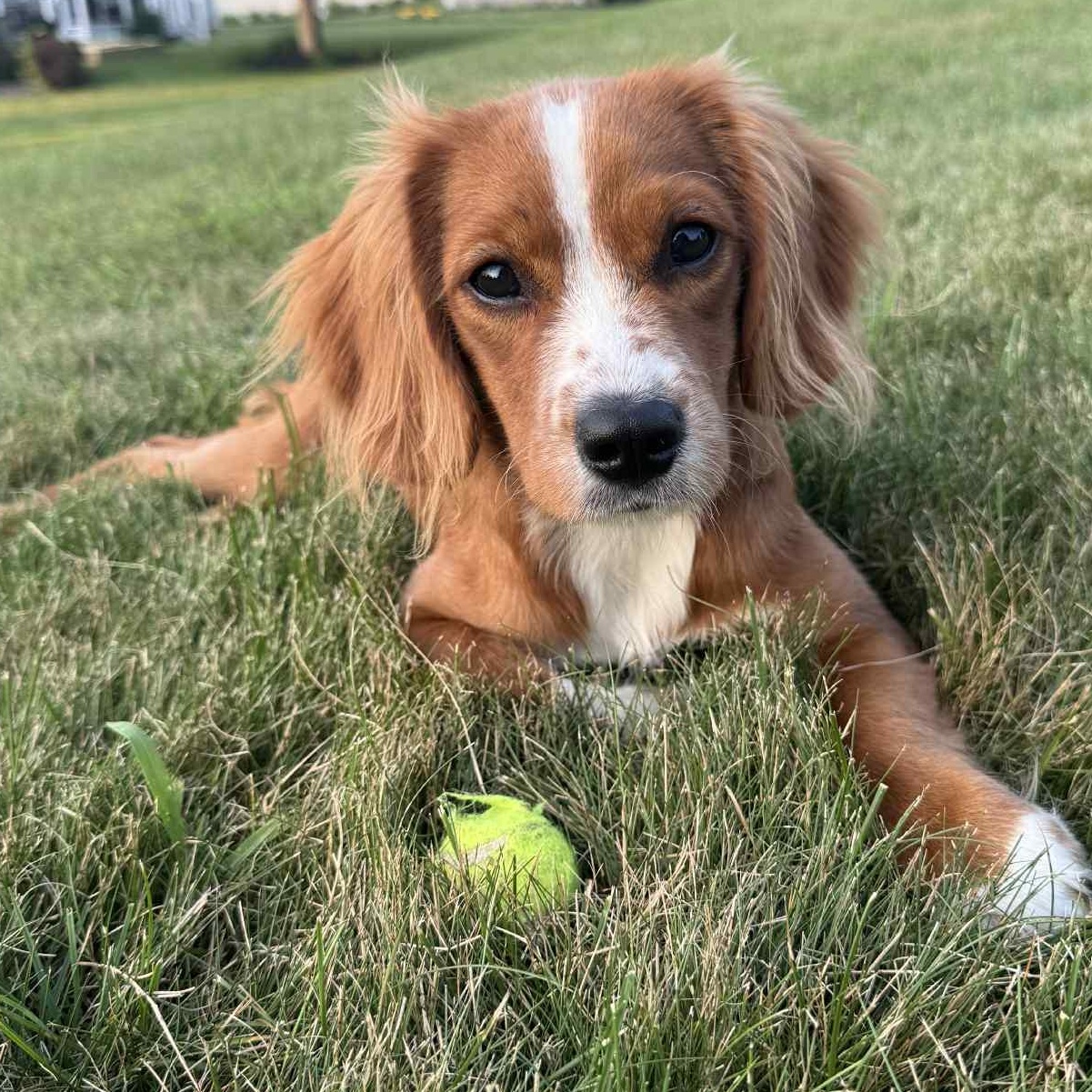 Milo, Adoptable, Young Male Cavalier King Charles Spaniel & Golden Retriever.