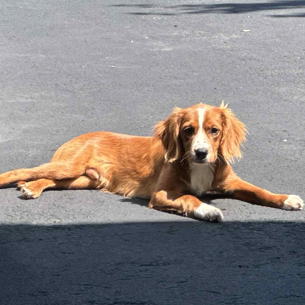 Milo
