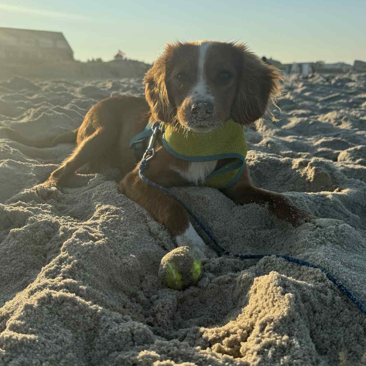 Milo, a Adoptable mixed breed in Rochester, NY image 3/3