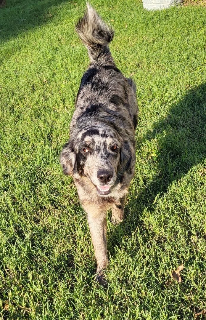 Enlarge Annie, a Adopted Australian Shepherd in Rockdale, TX image 1/3