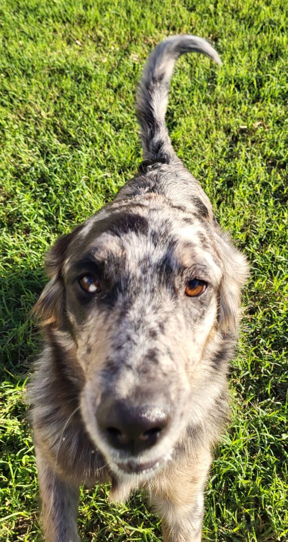 Enlarge Annie, a Adopted Australian Shepherd in Rockdale, TX image 3/3