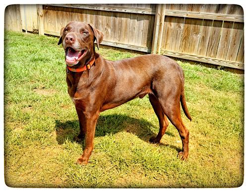 Grady #5