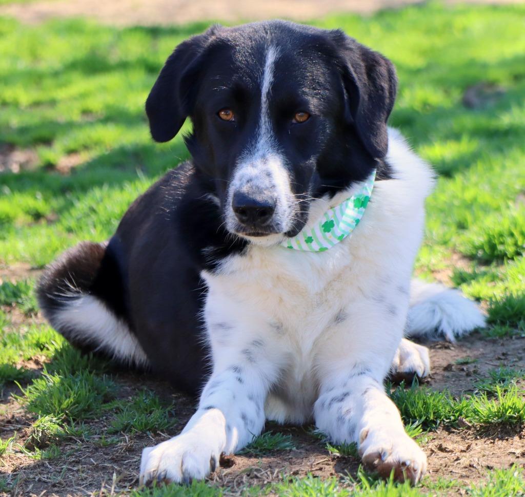 Enlarge June, a Adoptable Mixed Breed in Jonesboro, AR image 2/5