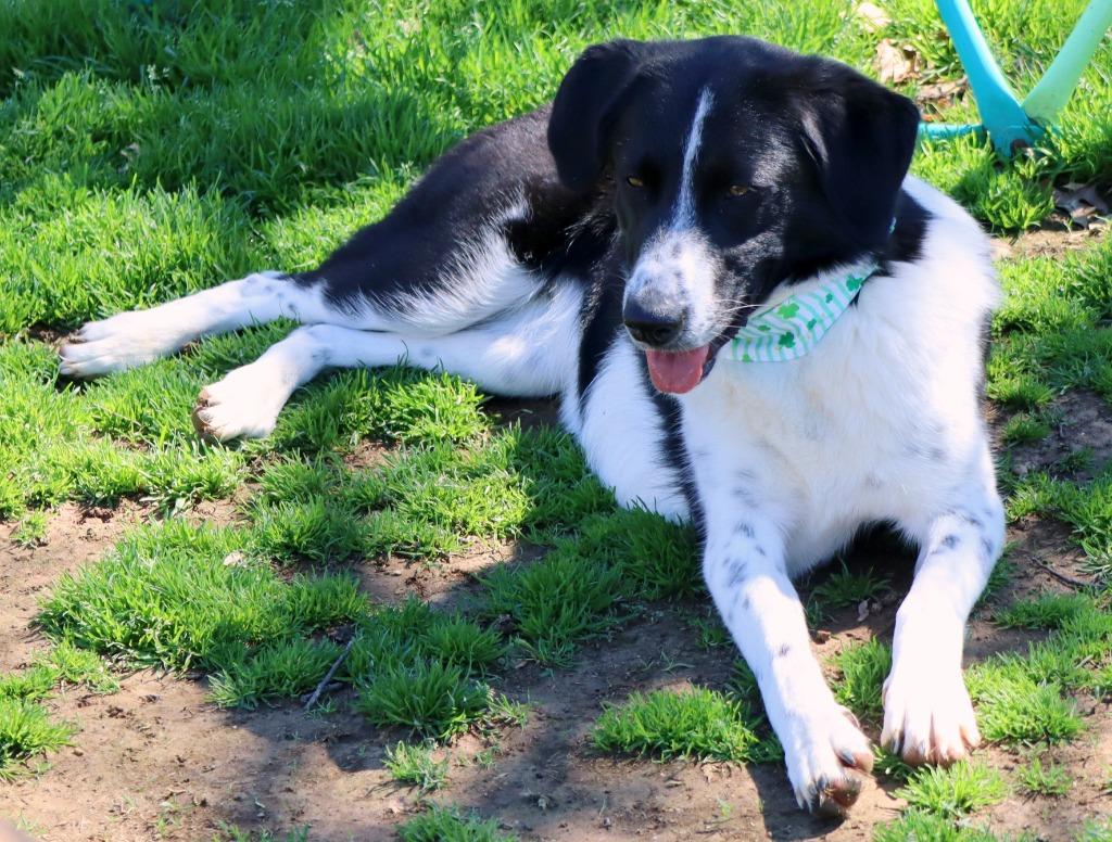 Enlarge June, a Adoptable Mixed Breed in Jonesboro, AR image 5/5