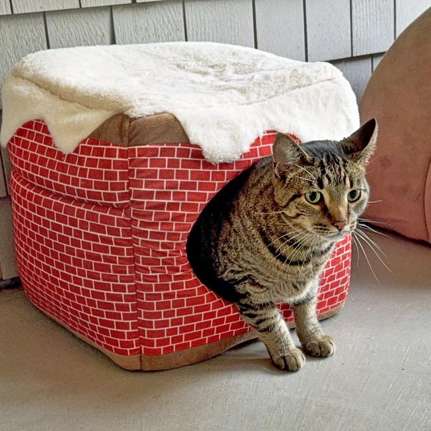 Milo & Oreo, a Adoptable Domestic Short Hair in E Falmouth, MA image 4/5