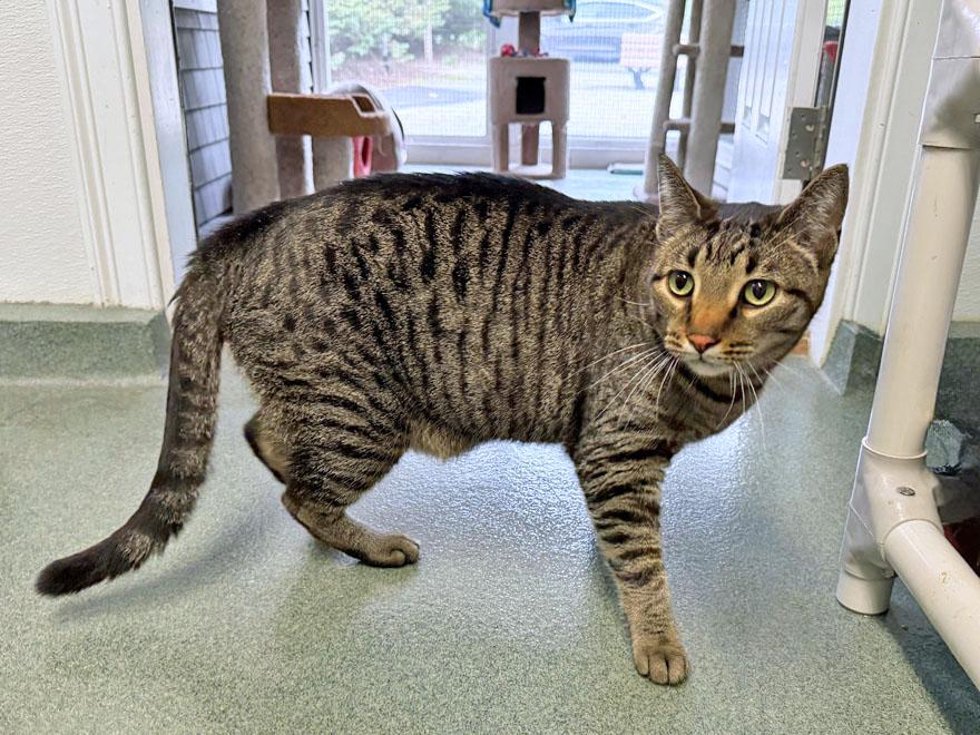Milo & Oreo, a Adoptable Domestic Short Hair in E Falmouth, MA image 2/5