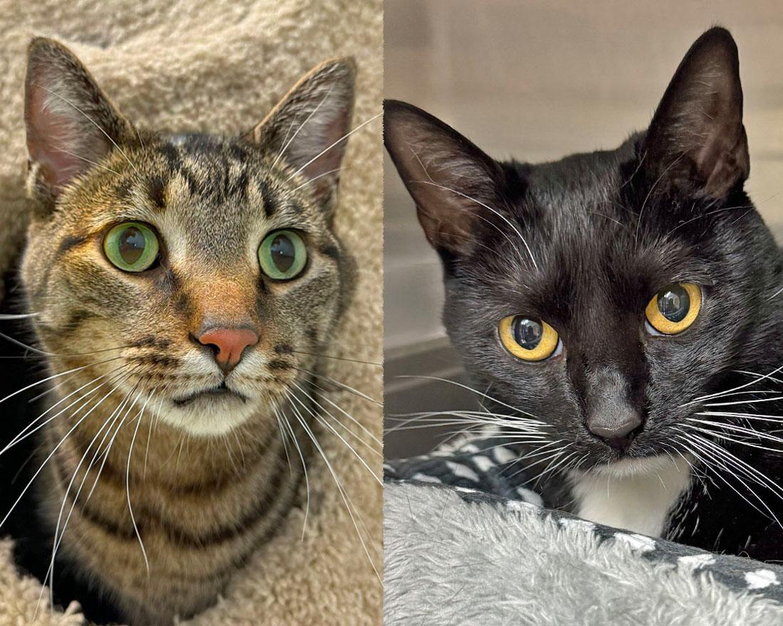 Milo & Oreo, Adoptable, Adult Male Domestic Short Hair.