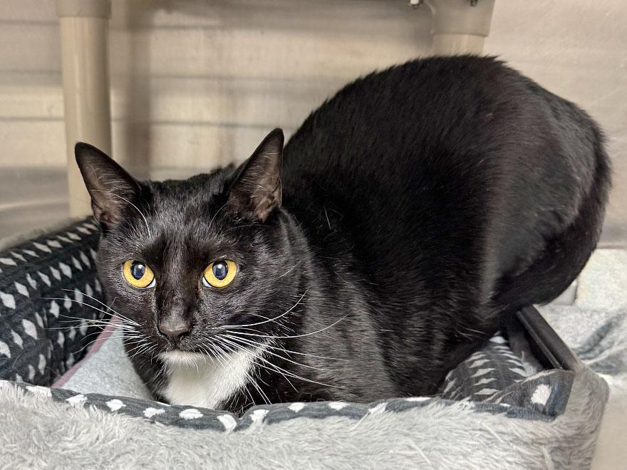 Milo & Oreo, a Adoptable Domestic Short Hair in E Falmouth, MA image 3/5