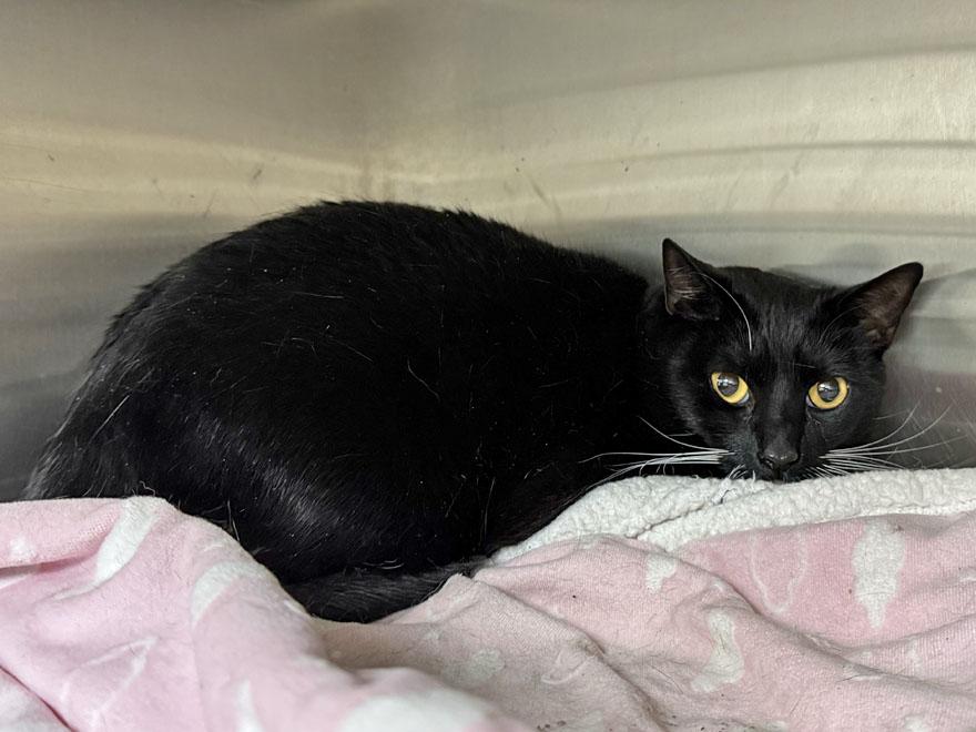 Milo & Oreo, a Adoptable Domestic Short Hair in E Falmouth, MA image 5/5