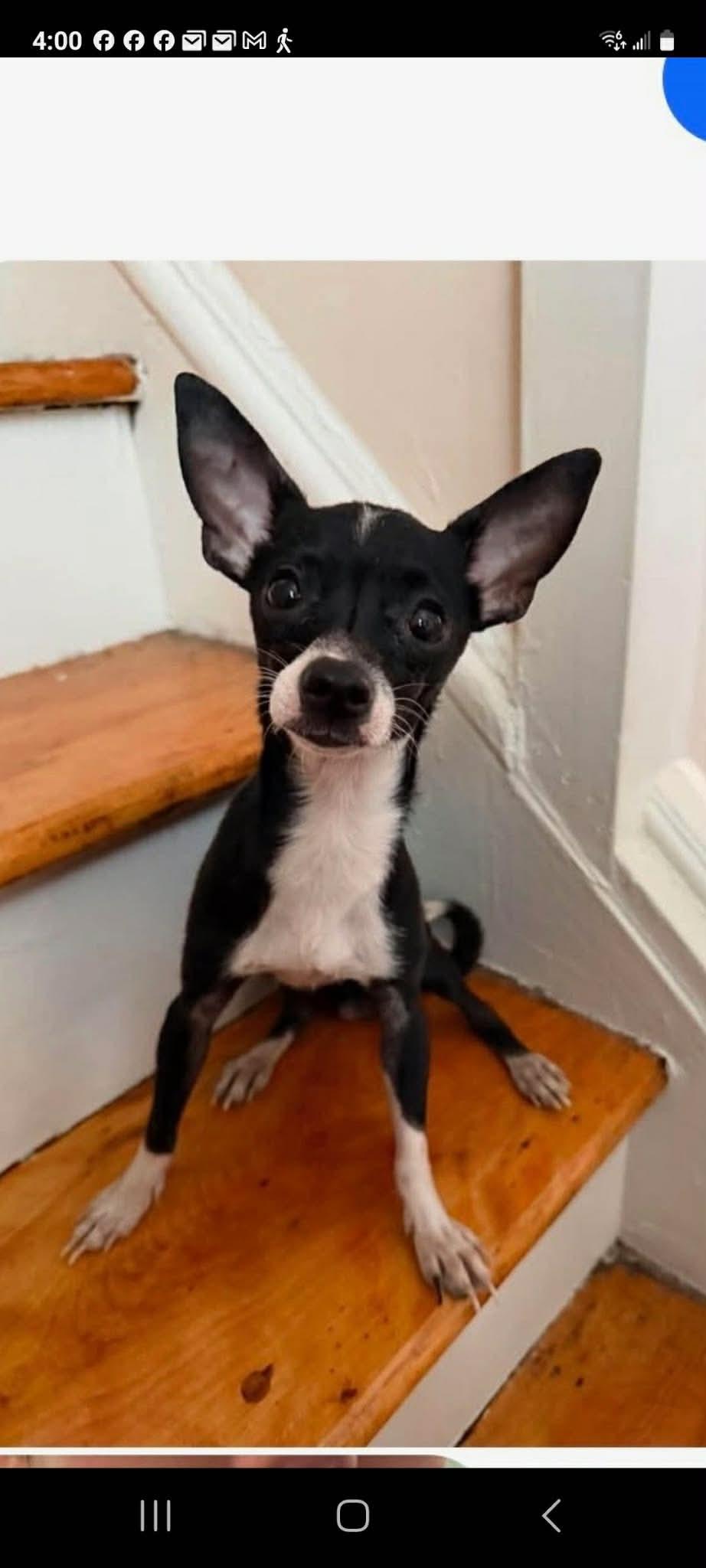 Bruce, adopted, Young Male Chihuahua.