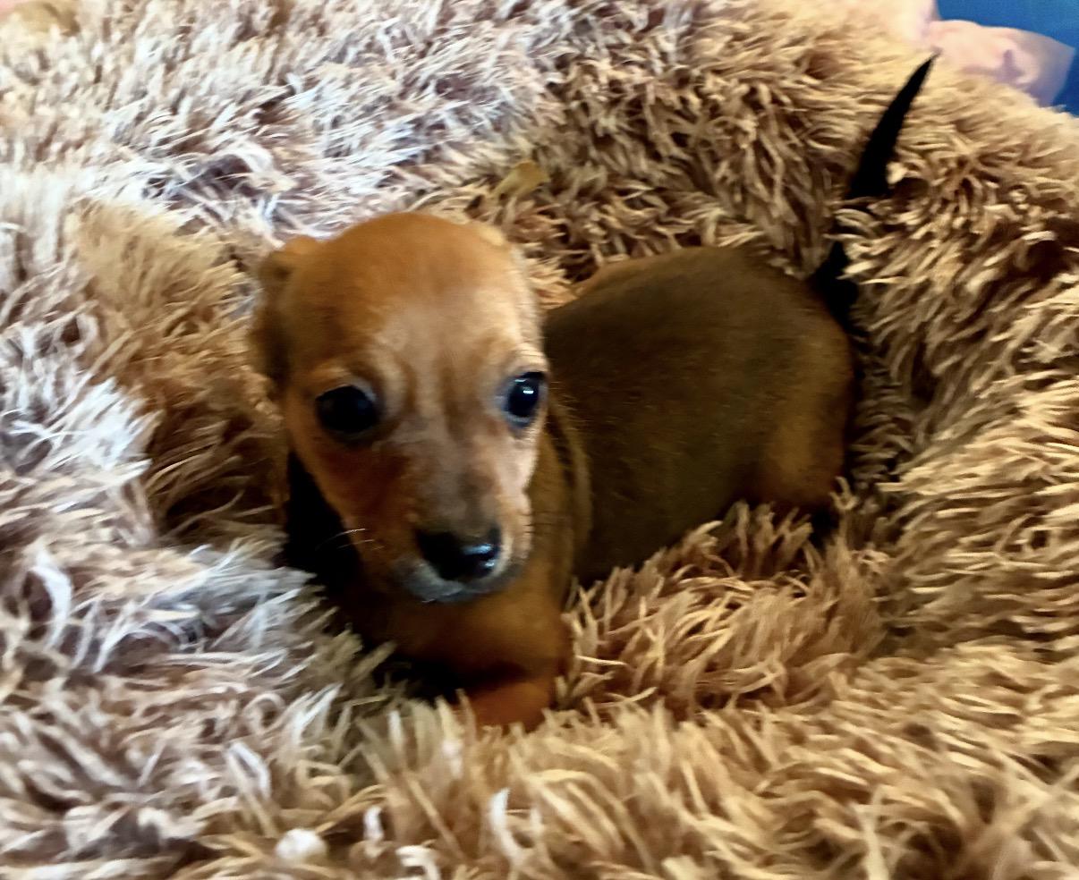 Margo, Adoptable, Puppy Female Chihuahua & Dachshund.