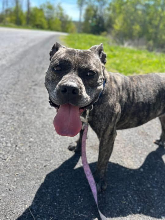 Penny, a ADOPTABLE American Bully in Howes Cave, NY image 1/2