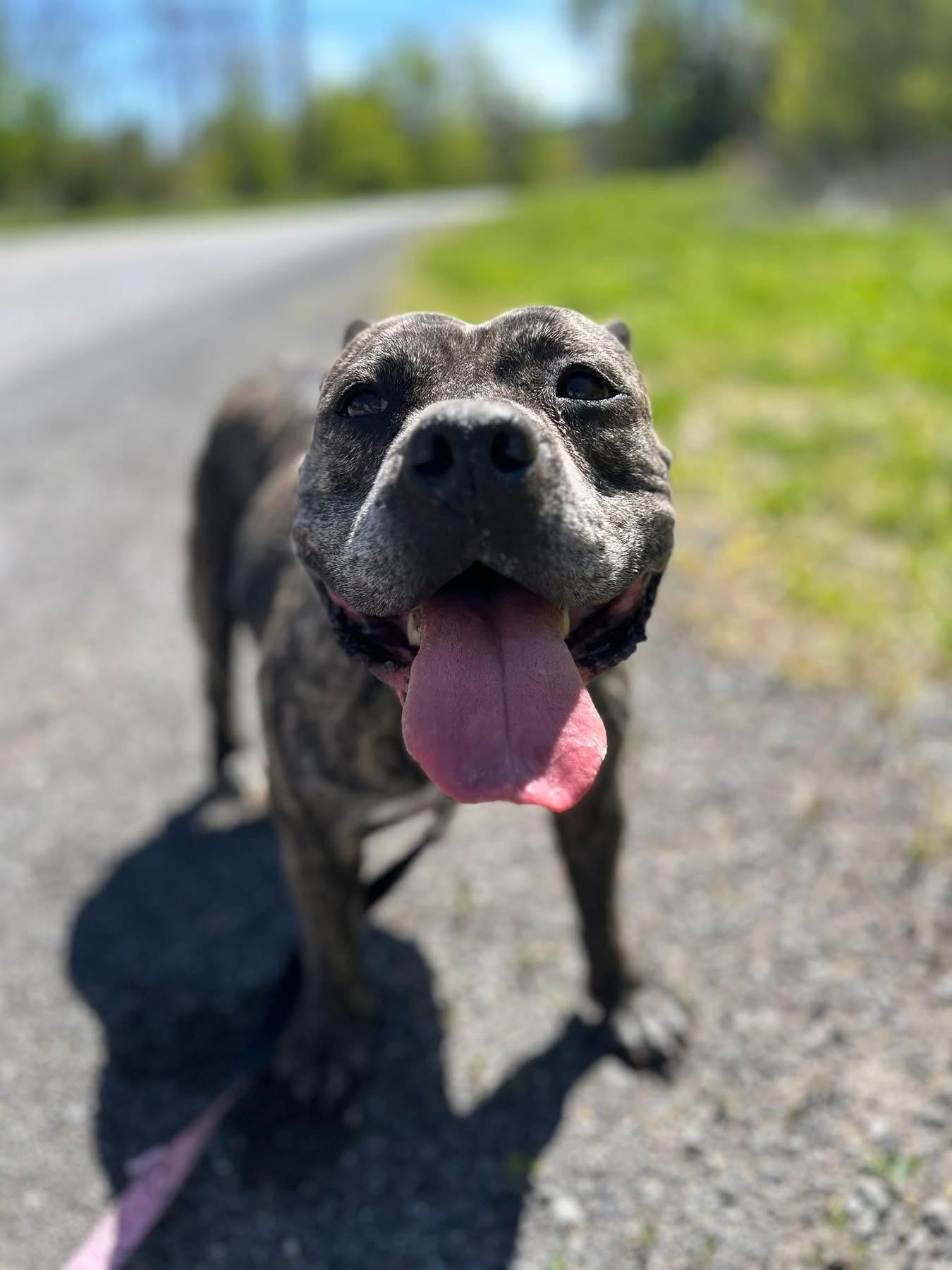 Penny, a ADOPTABLE American Bully in Howes Cave, NY image 2/2