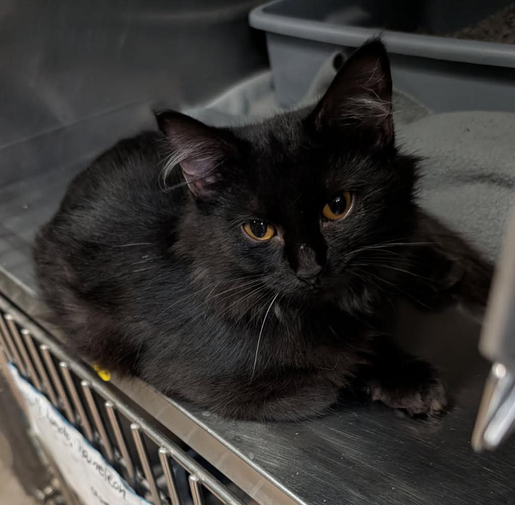 Enlarge Dot (Spayed) (Photos October 10th 2026), a Adopted Domestic Medium Hair in Marietta, OH image 3/6