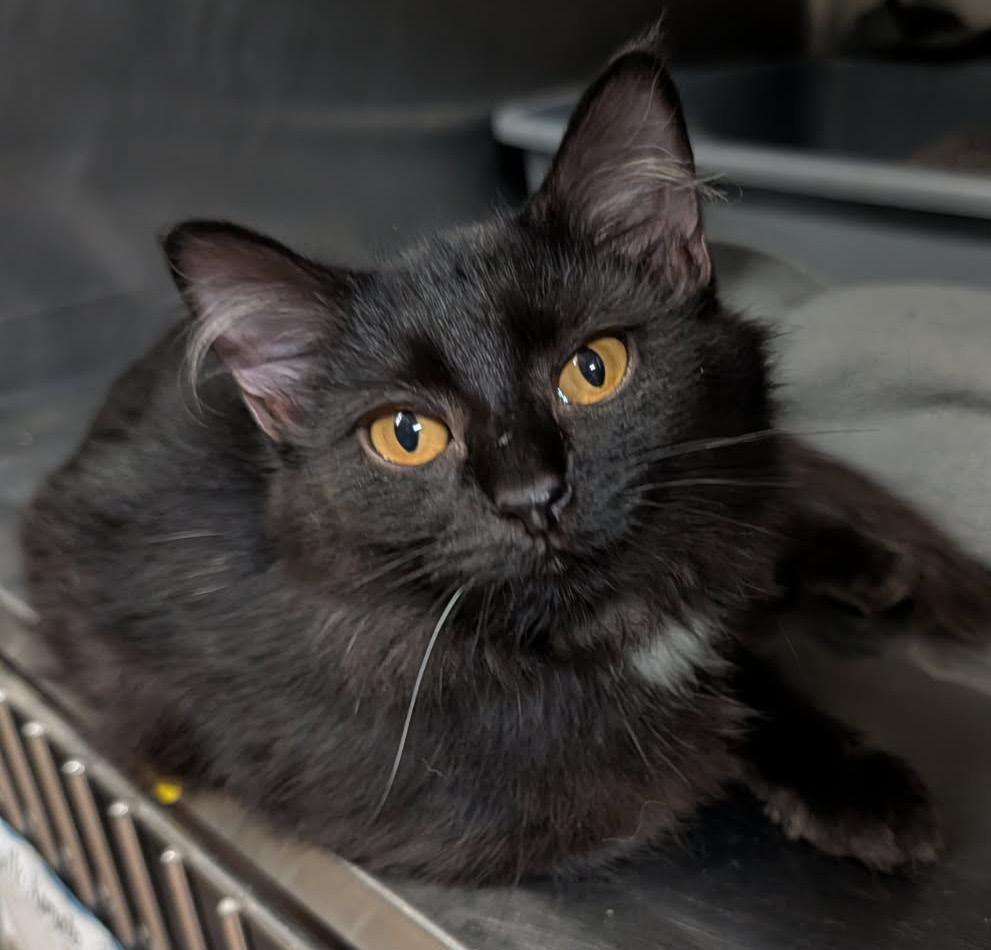 Enlarge Dot (Spayed) (Photos October 10th 2026), a Adopted Domestic Medium Hair in Marietta, OH image 1/6