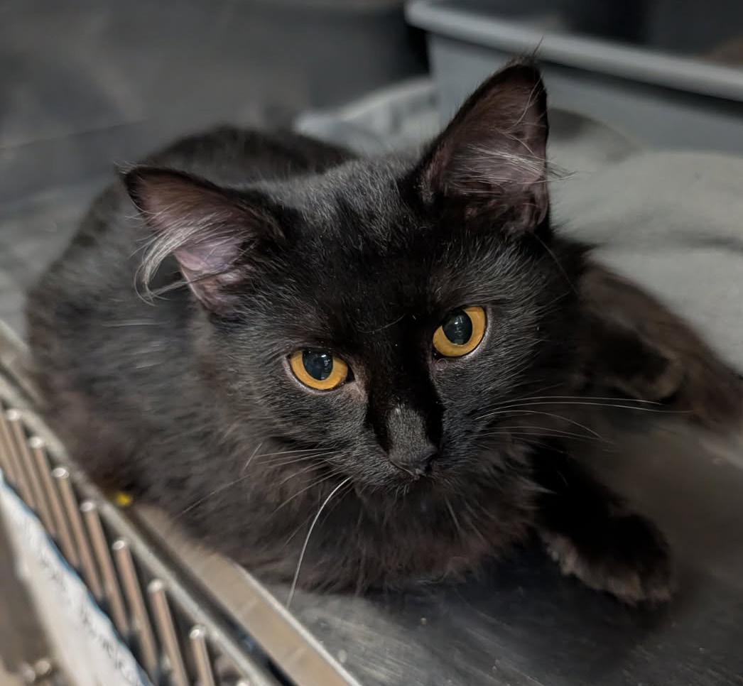 Enlarge Dot (Spayed) (Photos October 10th 2026), a Adopted Domestic Medium Hair in Marietta, OH image 4/6
