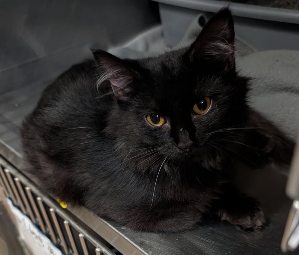 Enlarge Dot (Spayed) (Photos October 10th 2026), a Adopted Domestic Medium Hair in Marietta, OH image 2/6