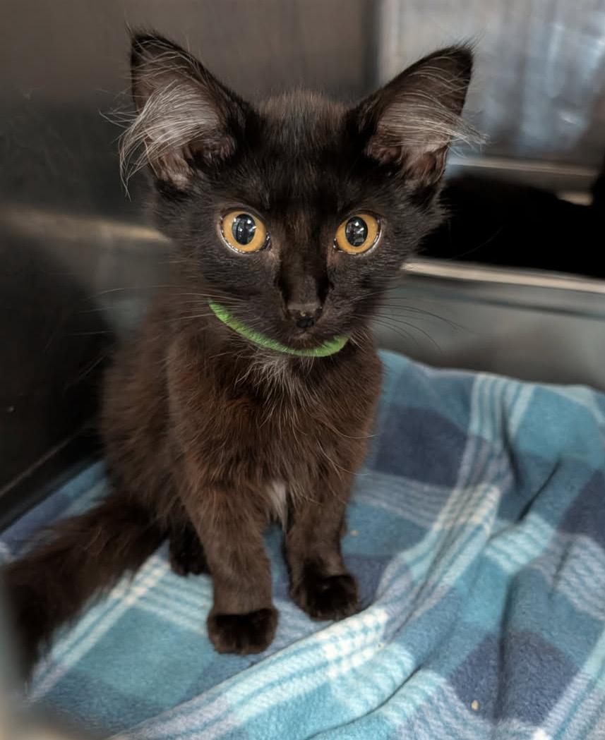 Enlarge Dot (Spayed) (Photos October 10th 2026), a Adopted Domestic Medium Hair in Marietta, OH image 6/6