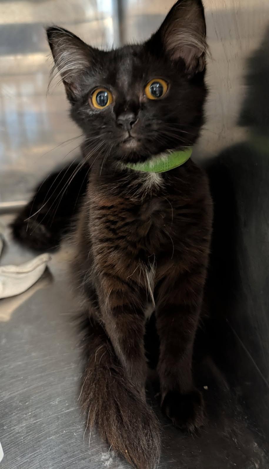 Enlarge Dot (Spayed) (Photos October 10th 2026), a Adopted Domestic Medium Hair in Marietta, OH image 5/6