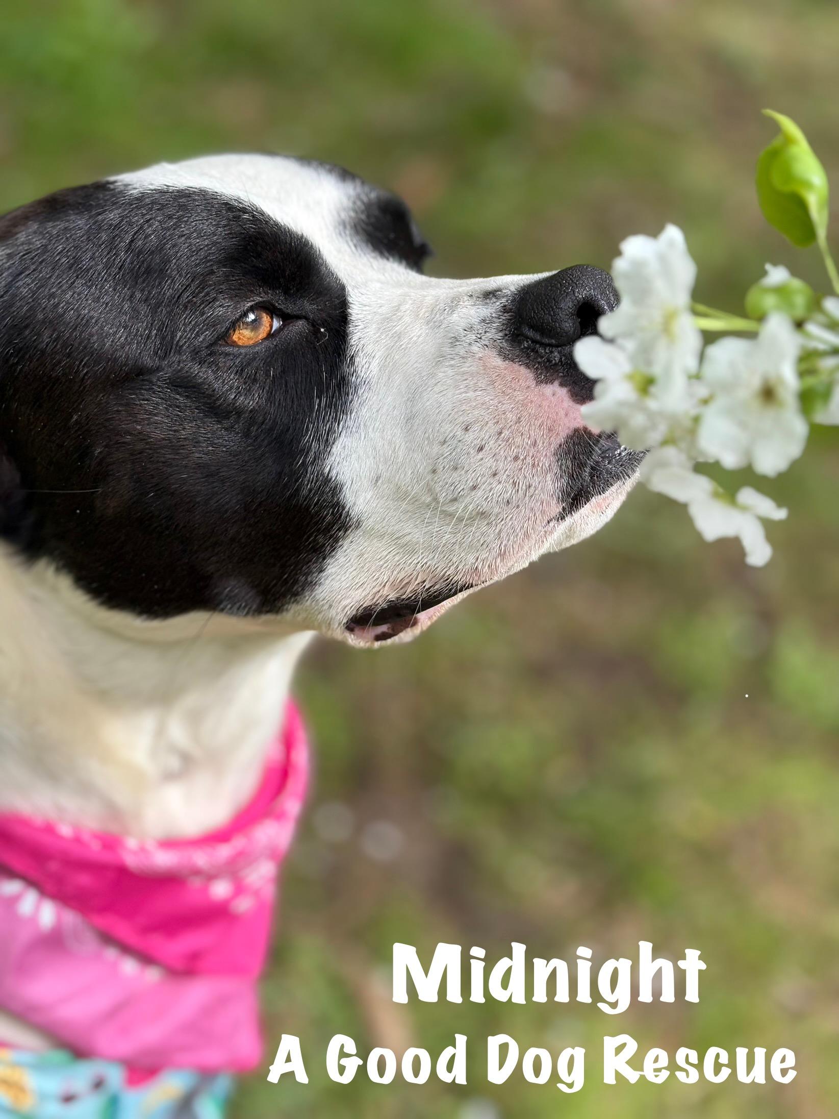 Midnight