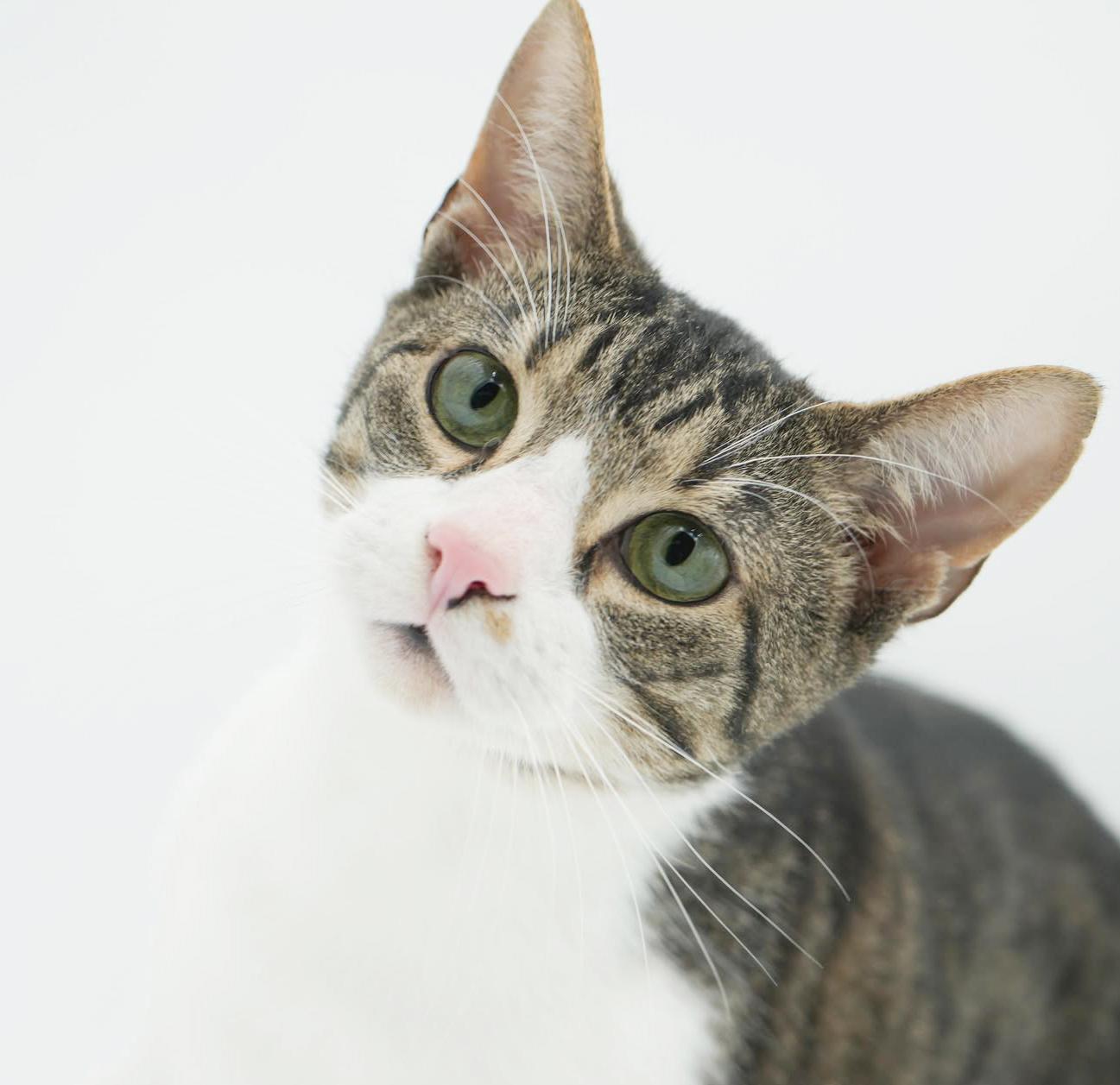 Jupiter is such a joy!  Happiest teenager - SUPER CUDDLY!  VIDEO!, Adoptable, Young Male Turkish Van & Bengal.