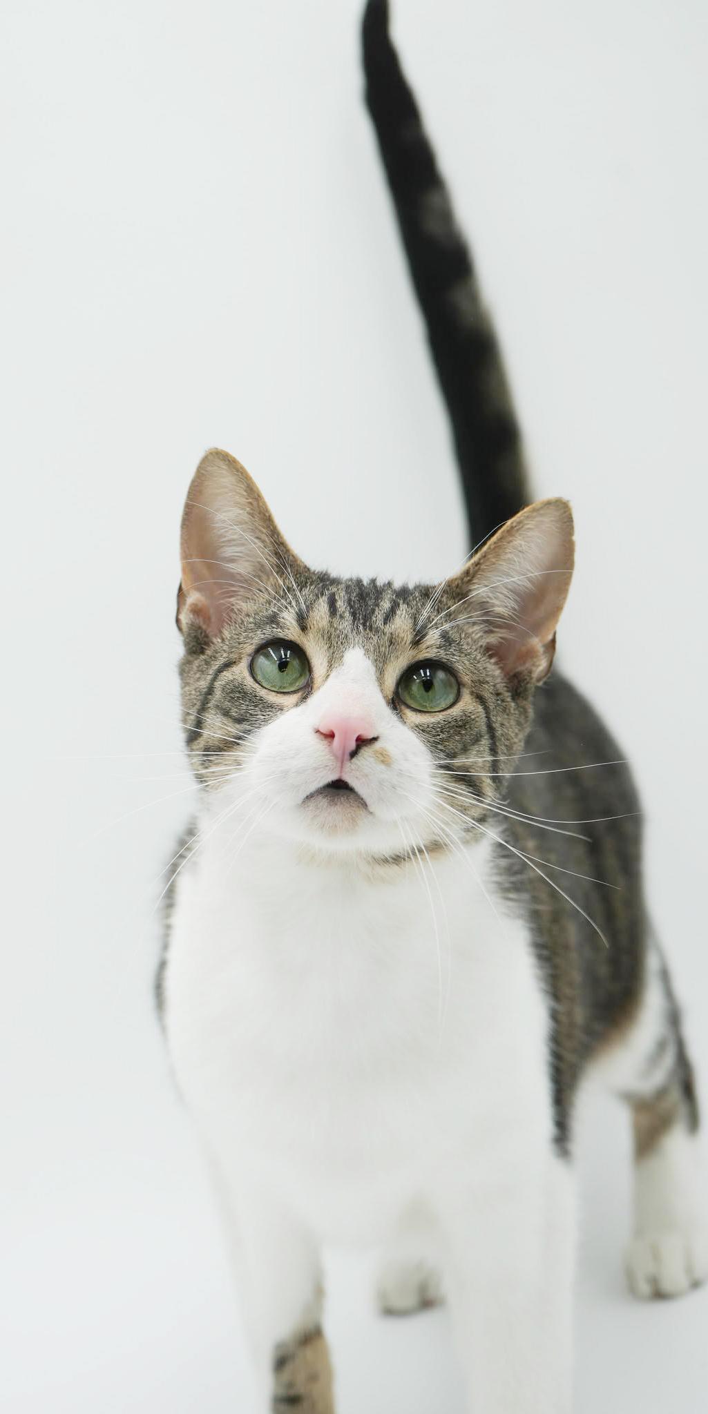 Jupiter is such a joy! Happiest teenager - SUPER CUDDLY! VIDEO!, a Adoptable mixed breed in Bedford Hills, NY image 5/6