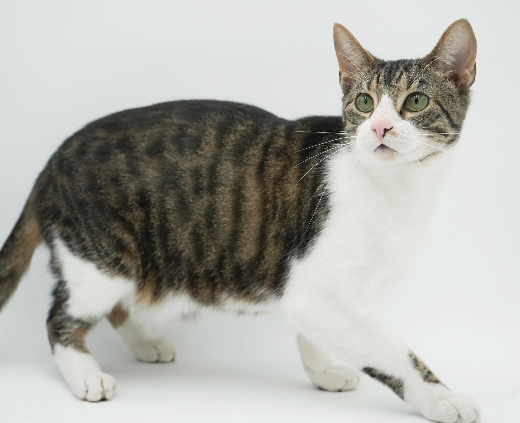 Jupiter is such a joy! Happiest teenager - SUPER CUDDLY! VIDEO!, a Adoptable mixed breed in Bedford Hills, NY image 6/6