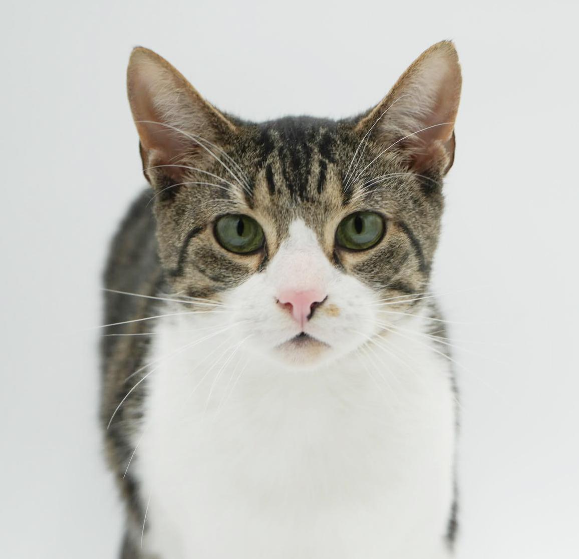 Jupiter is such a joy! Happiest teenager - SUPER CUDDLY! VIDEO!, a Adoptable mixed breed in Bedford Hills, NY image 4/6