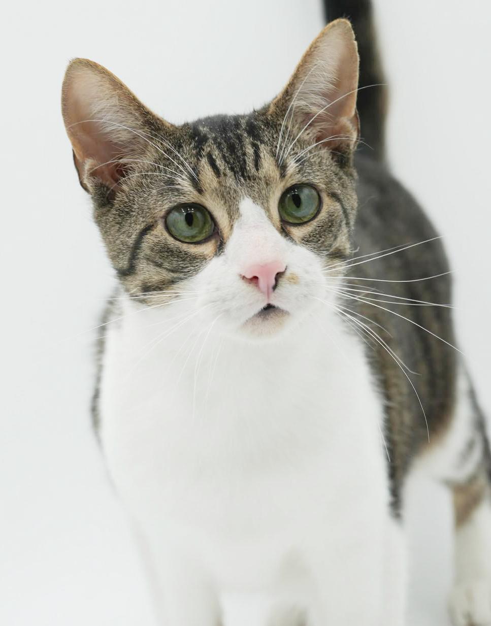 Jupiter is such a joy! Happiest teenager - SUPER CUDDLY! VIDEO!, a Adoptable mixed breed in Bedford Hills, NY image 2/6