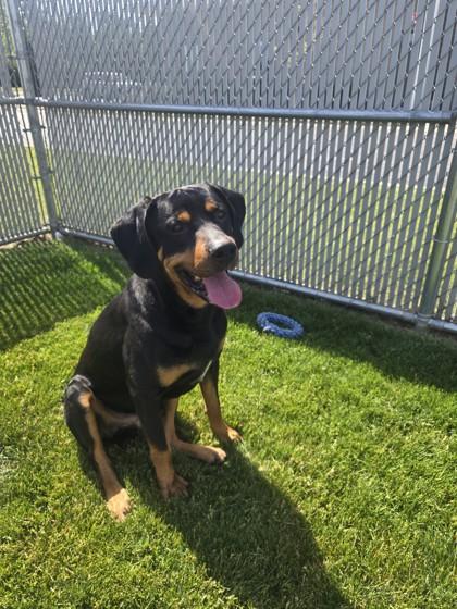 Manny, a ADOPTABLE Rottweiler in Joliet, IL image 1/2